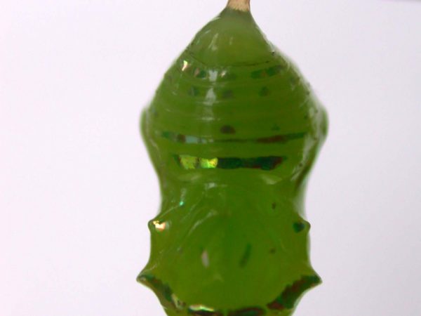 Greta hermana pupa dorsal, KRW-168