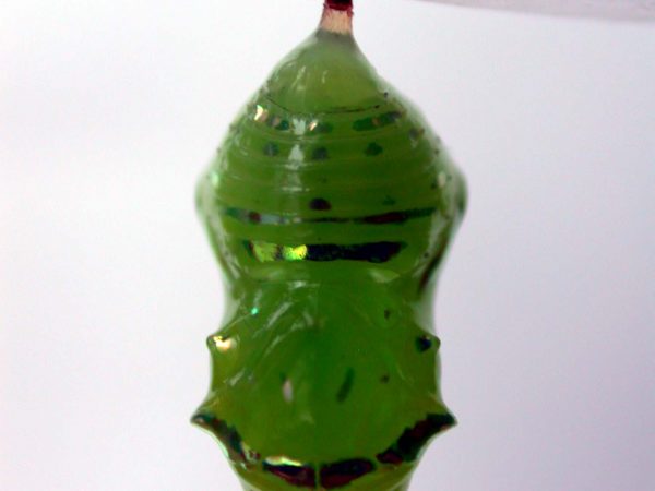 Greta hermana pupa dorsal, KRW-168