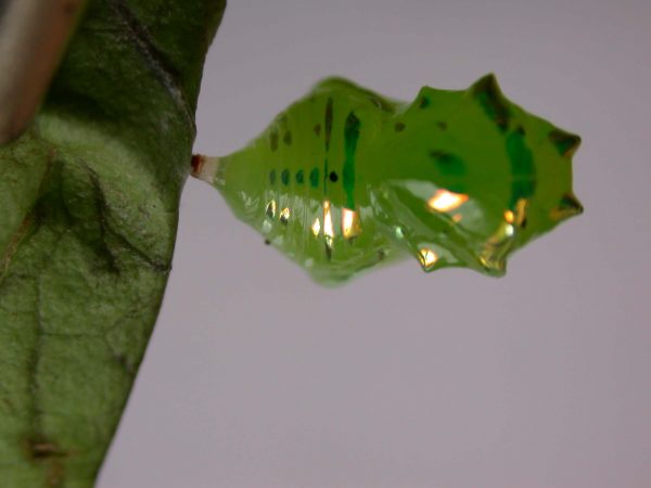 Greta hermana pupa dorsal, KRW-169