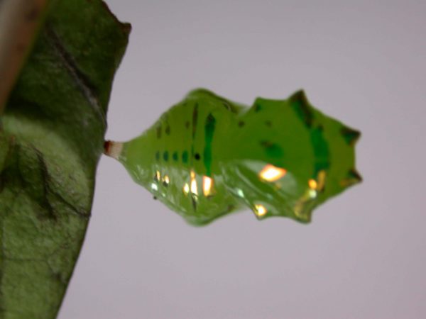 Greta hermana pupa dorsal, KRW-169