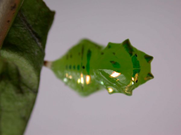 Greta hermana pupa dorsal, KRW-169