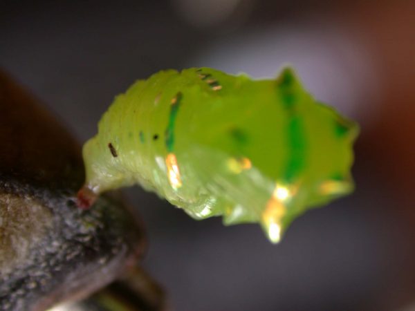 Greta hermana pupa dorsal, KRW-170