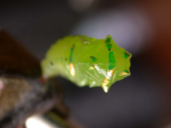 Greta hermana pupa dorsal, KRW-170