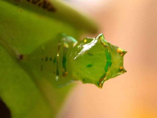 Greta hermana pupa dorsal, KRW-171