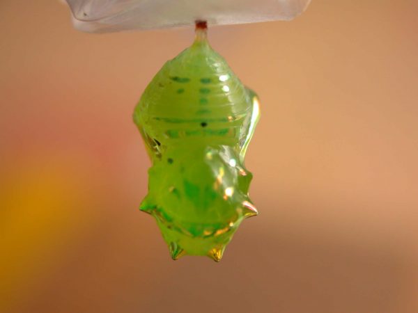 Greta hermana pupa dorsal, KRW-172