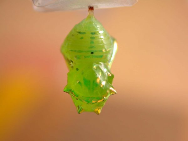 Greta hermana pupa dorsal, KRW-172