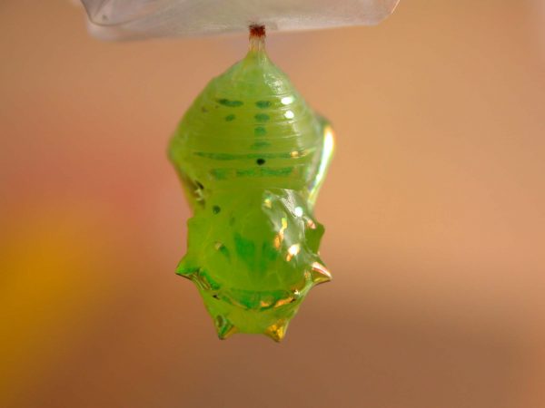 Greta hermana pupa dorsal, KRW-172