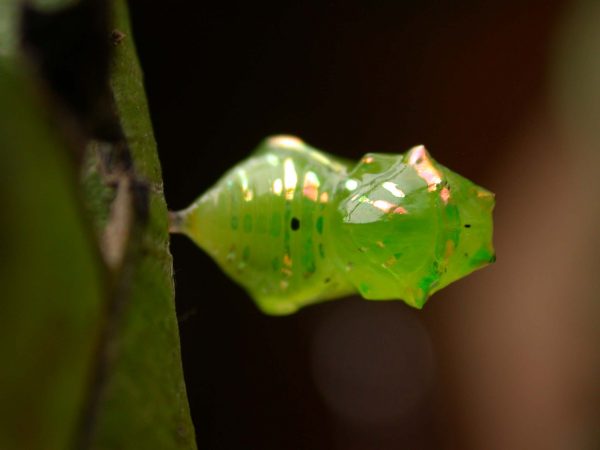 Greta hermana pupa dorsal, KRW-173