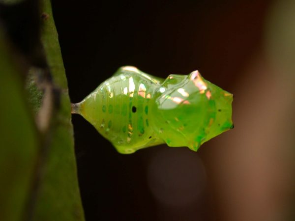 Greta hermana pupa dorsal, KRW-173