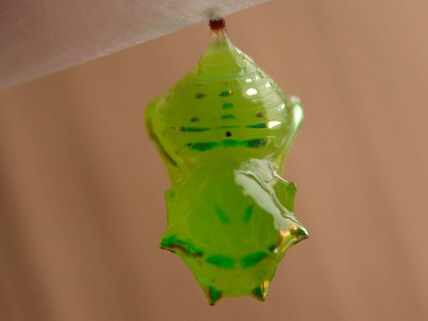 Greta hermana pupa dorsal, KRW-190