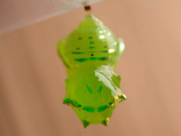 Greta hermana pupa dorsal, KRW-190