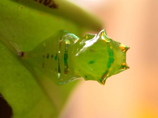 Greta hermana pupa dorsal, KWR-171