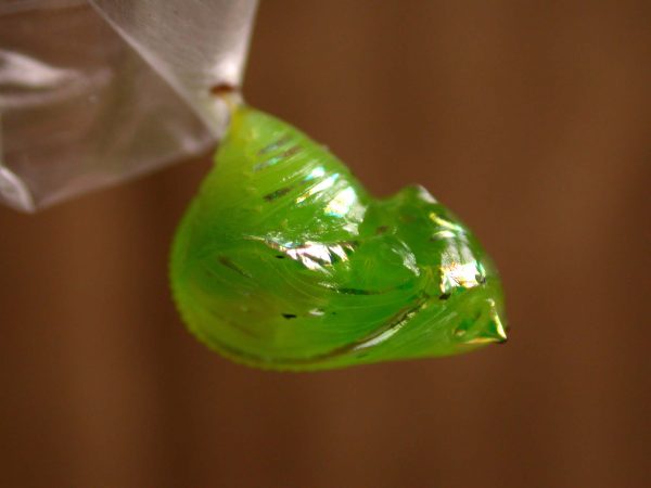 Greta hermana pupa lateral, KRW-138