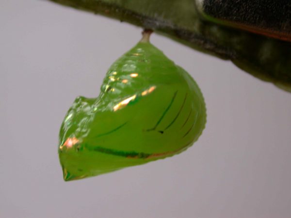 Greta hermana pupa lateral, KRW-167