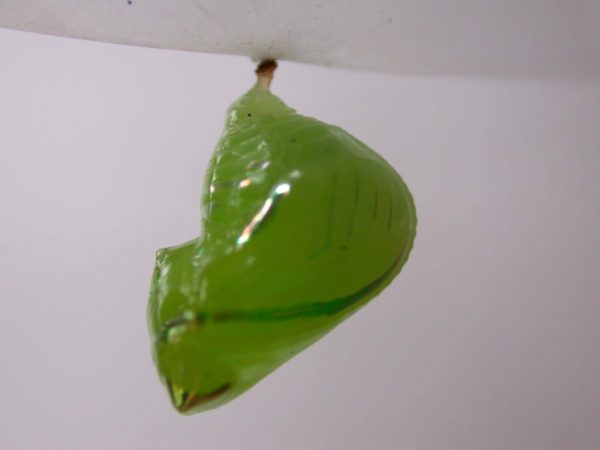 Greta hermana pupa lateral, KRW-168