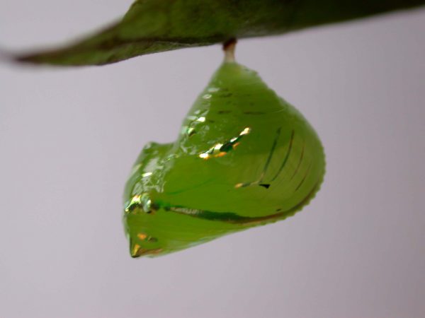 Greta hermana pupa lateral, KRW-169