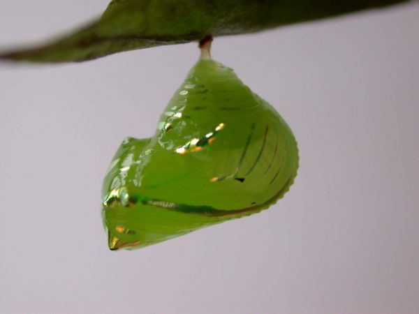 Greta hermana pupa lateral, KRW-169