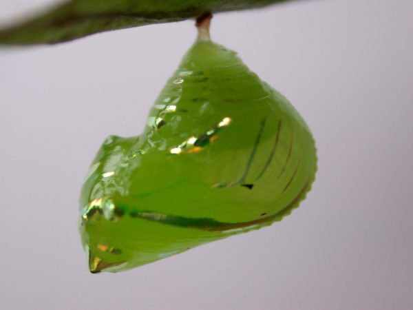 Greta hermana pupa lateral, KRW-169