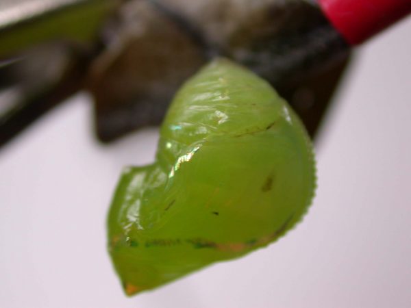 Greta hermana pupa lateral, KRW-170