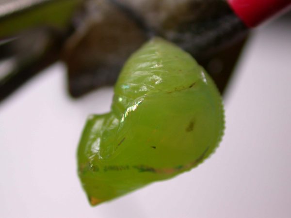 Greta hermana pupa lateral, KRW-170