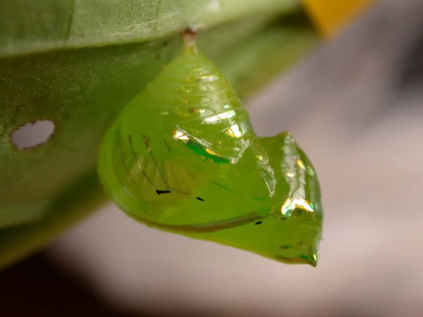 Greta hermana pupa lateral, KRW-171