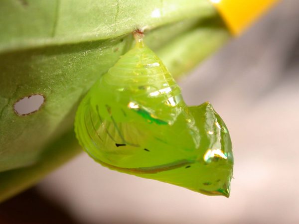Greta hermana pupa lateral, KRW-171