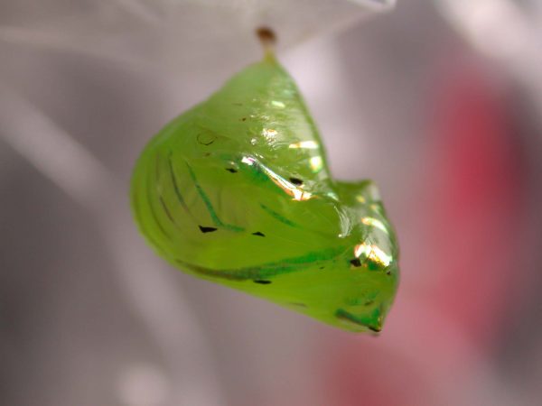 Greta hermana pupa lateral, KRW-172