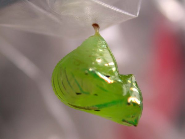 Greta hermana pupa lateral, KRW-172