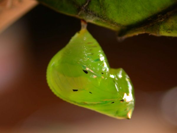 Greta hermana pupa lateral, KRW-173