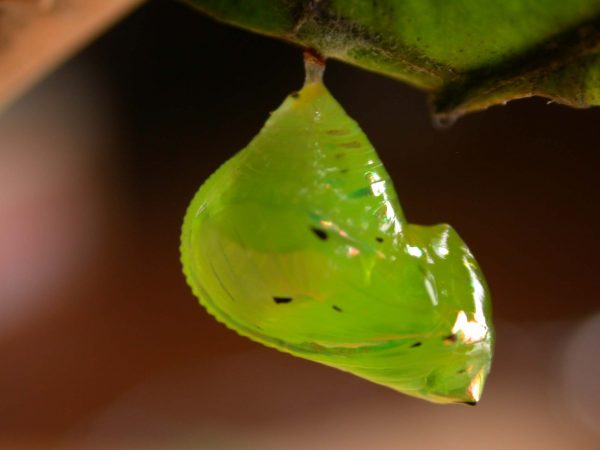 Greta hermana pupa lateral, KRW-173