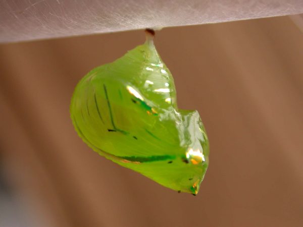 Greta hermana pupa lateral, KRW-190