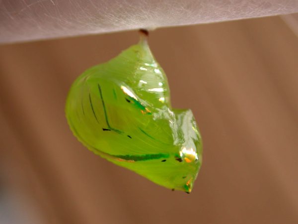 Greta hermana pupa lateral, KRW-190
