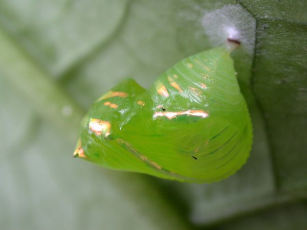 Greta hermana pupa lateral, KRW-80