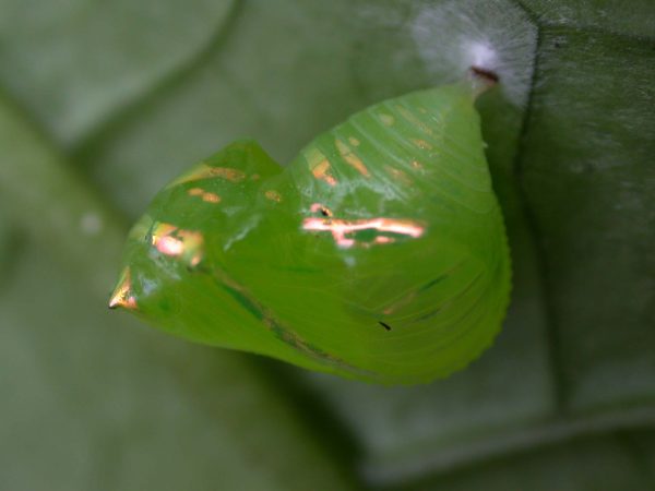 Greta hermana pupa lateral, KRW-80