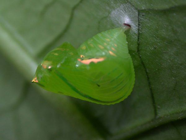 Greta hermana pupa lateral, KRW-80