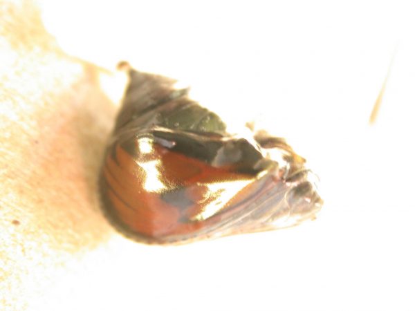 Greta hermana pupa lateral, KRW-