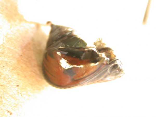 Greta hermana pupa lateral, KRW-