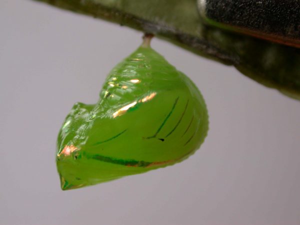 Greta hermana pupa ventral, KRW-167