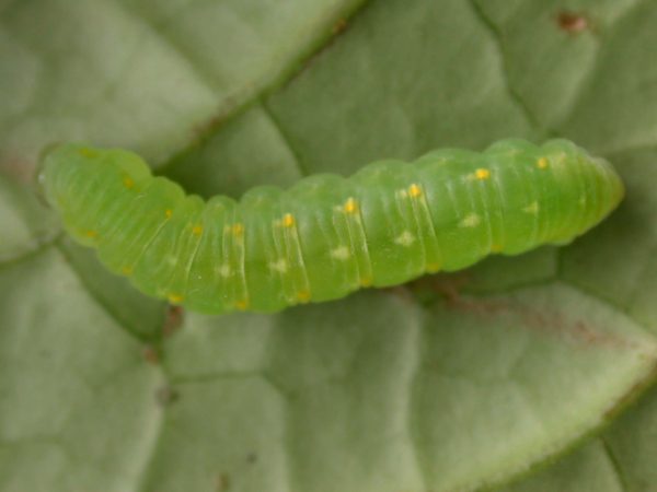 Greta hermana prepupa, KRW-113