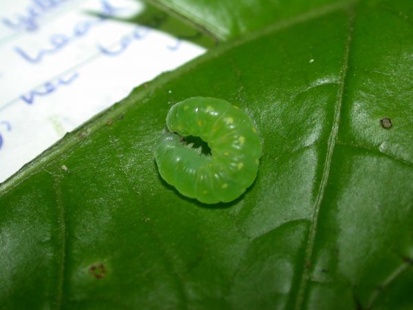 Greta hermana prepupa, KRW-127-2