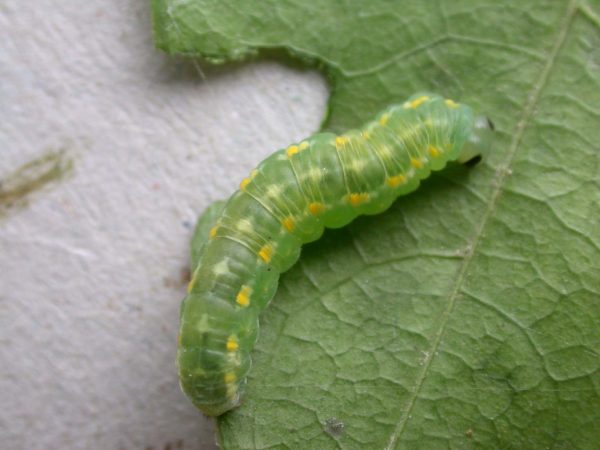 Greta hermana prepupa, KRW-127-3