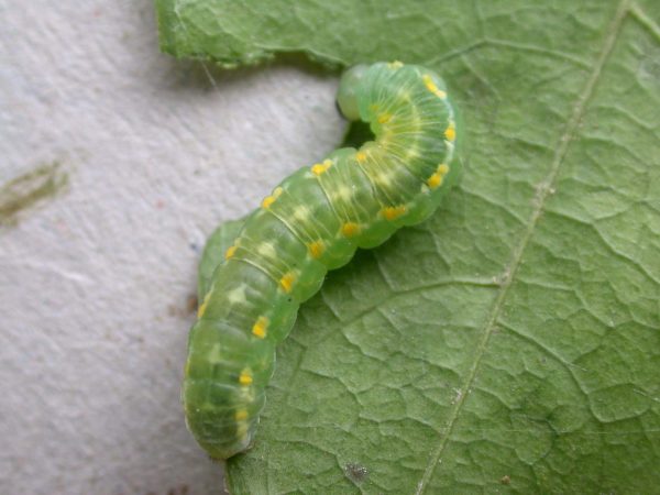 Greta hermana prepupa, KRW-127-3