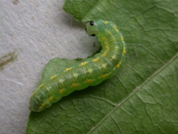 Greta hermana prepupa, KRW-127-3