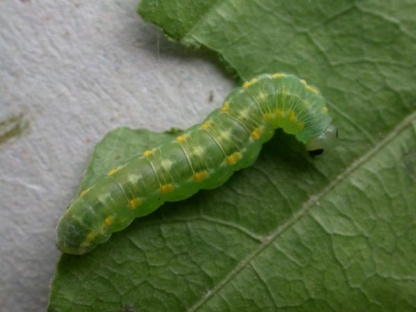 Greta hermana prepupa, KRW-127-3