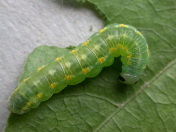 Greta hermana prepupa, KRW-127-3