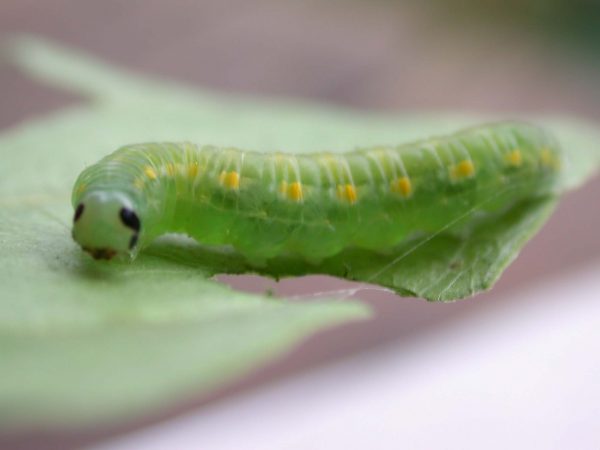 Greta hermana prepupa, KRW-127-3