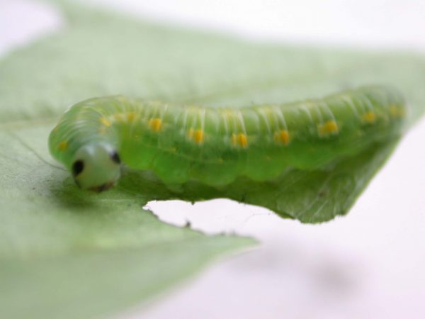 Greta hermana prepupa, KRW-127-3