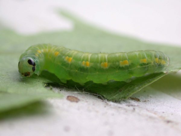 Greta hermana prepupa, KRW-127-3