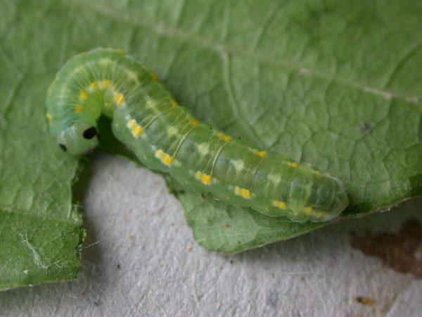 Greta hermana prepupa, KRW-127-3