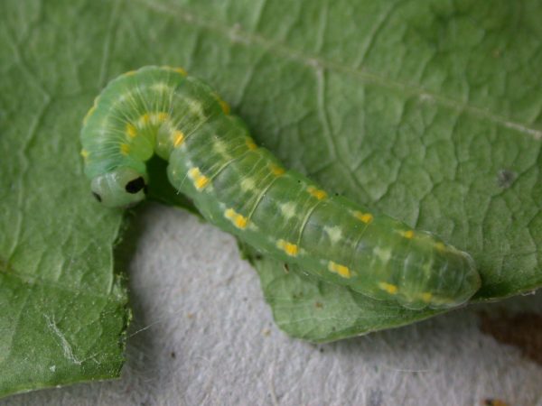 Greta hermana prepupa, KRW-127-3